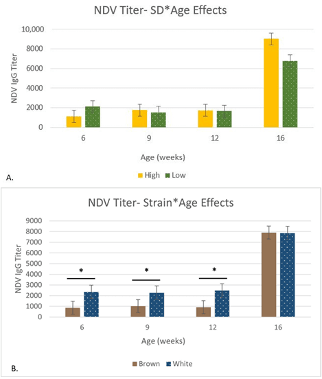 Cage-Free Pullets Minimally Affected by Stocking Density Stressors - Image 7