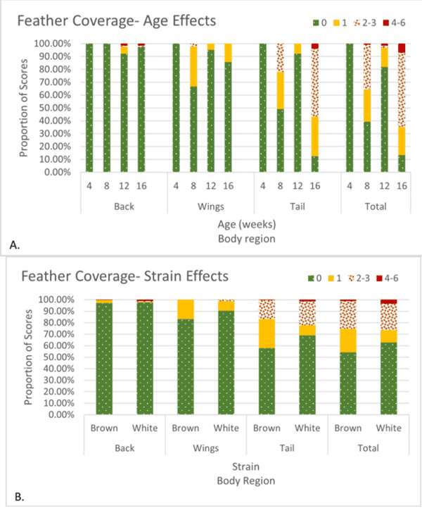 Cage-Free Pullets Minimally Affected by Stocking Density Stressors - Image 1