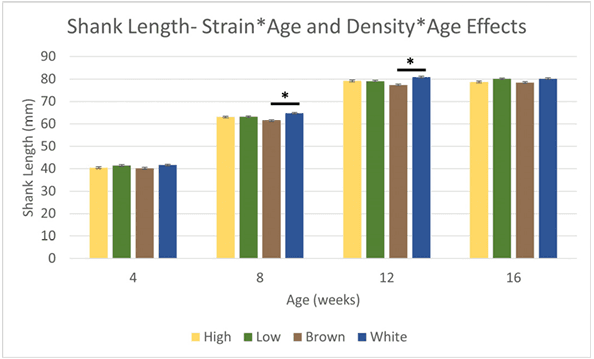 Cage-Free Pullets Minimally Affected by Stocking Density Stressors - Image 3