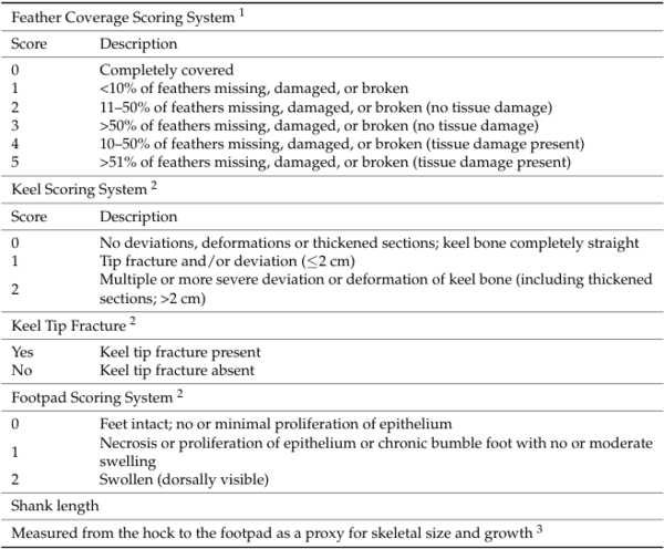 Cage-Free Pullets Minimally Affected by Stocking Density Stressors - Image 2