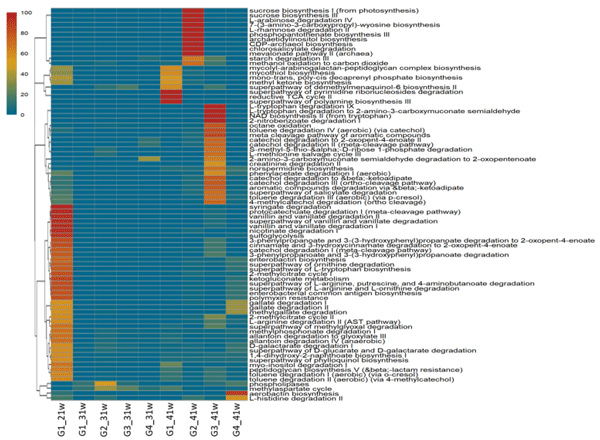 Figure 3. Heatmap representing the functional profiles of fecal-associated bacterial communities predicted by PICRUSt2 and MetaCyc. G1: Control group; G2: Salmonella-phytobiotic-supplemented unchallenged hens; G3: Salmonella-phytobiotic-supplemented challenged hens; G4: Salmonellachallenged hens. Samples were obtained from hens at 21, 31, and 41 weeks of age (21 w, 31 w, and 41 w, respectively). The number of hens for each treatment was 48.