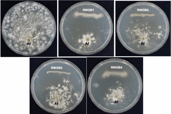 Rice Weevil (Sitophilus oryzae L.) Gut Bacteria Inhibit Growth of Aspergillus flavus and Degrade Aflatoxin B1 - Image 2