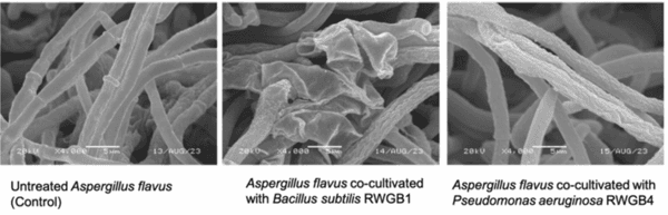 Rice Weevil (Sitophilus oryzae L.) Gut Bacteria Inhibit Growth of Aspergillus flavus and Degrade Aflatoxin B1 - Image 2