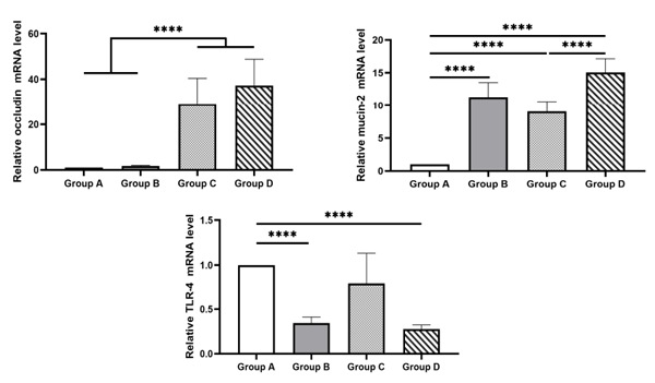 Figure 4. Effect of the drinking water disinfection on the relative expression of OCL, MUC2 and TLR-4 in jejunal segments of C. jejuni experimentally challenged broiler chicks (x ± SEM). ****: differ significantly (p ≤ 0.05). Group A = birds were not challenged and received drinking water without any treatment; Group B = birds were not challenged and received drinking water treated with 0.01–0.05% v/v Cid 2000™; Group C = birds which were challenged by C. jejuni and received drinking water without any treatment; Group D = birds were challenged by C. jejuni and received drinking water treated with 0.01–0.05% v/v Cid 2000™.