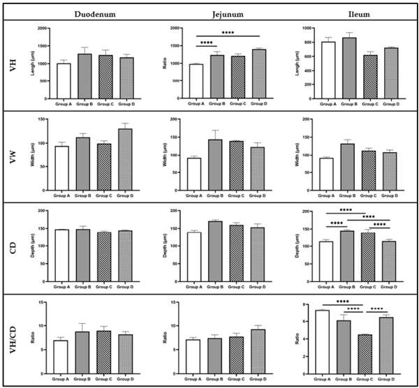 Figure 5. Effect of the drinking water disinfection on the gut (duodenum, jejunum, ileum) histomorphometry (VH, VW, CD, VH/CD) of C. jejuni experimentally challenged broiler chicks (x ± SEM). VH: Villus Height; VW: Villus Width; CD: Crypt Depth; VH/CD: Villus Height-to-Crypt-depth ratio. ****: differ significantly (p ≤ 0.05).