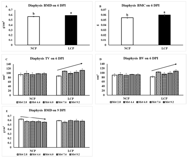 Figure 5. Femoral diaphysis cortical bone characteristics analyzed by microtomography. The error bars represent the SEM values. The black lines with arrowhead represented significant linear or quadratic relationship between parameters and dietary methionine levels. Statistical significance was set at p ≤ 0.05. DPI, day post inoculation; BMD, bone mineral density; BMC, bone mineral content; TV, tissue volume; BV, bone volume; Met, methionine; NCP, normal protein diet; LCP, reduced protein diet; Met 2.8, dietary Met level = 2.8 g/kg; Met 4.4, dietary Met level = 4.4 g/kg; Met 6.0, dietary Met level = 6.0 g/kg; Met 7.6, dietary Met level = 7.6 g/kg; Met 9.0, dietary Met level = 9.0 g/kg. (A) p-value: p-protein = 0.048. (B) p-value: p-protein = 0.026. (C) p-value: p-linear at NCP = 0.801, p-linear at LCP = 0.033. (D) p-value: p-linear at NCP = 0.856, p-linear at LCP = 0.023. (E) p-value: p-linear at NCP = 0.039, p-linear at LCP = 0.906.