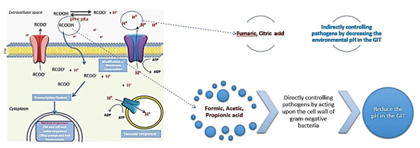 Benefits of Acidifiers:  Improved Gut Health: Acidifiers reduce the pH in the GIT, which discourages the growth of harmful bacteria like E. coli and Salmonella. They support a healthy balance of gut microbiota, promoting beneficial bacteria such as Lactobacillus and Bifidobacterium.  Enhanced Nutrient Digestibility: Acidifiers activate digestive enzymes, improving the breakdown and absorption of nutrients. Better gut morphology, characterised by longer villi and deeper crypts, enhances nutrient uptake.  Inhibition of Pathogenic Bacteria: Organic acids penetrate bacterial cell walls and disrupt their metabolism, reducing pathogenic load.  Energy Source: Certain acids like butyric acid act as an energy source for intestinal cells, supporting gut health and function. Mechanisms of Action:  pH Reduction: Acidifiers lower the pH in the GIT, creating an inhospitable environment for pathogenic bacteria while favouring beneficial microbes.  Antimicrobial Effects: Acidifiers disrupt the cell membranes of harmful bacteria, inhibiting their growth and activity