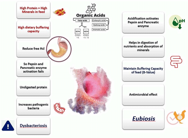 Practical Application of Acidifiers: