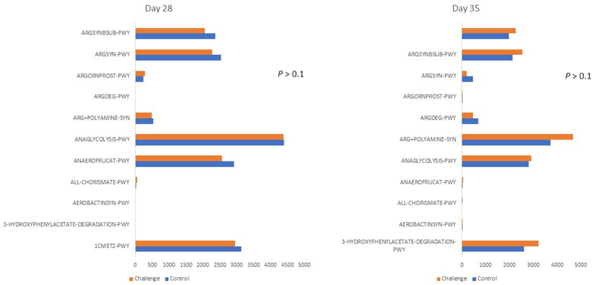 Figure 4. The effect of C. jejuni challenge on the microbial function analysis. Birds were orally gavaged with 1 × 108 CFU of C. jejuni/bird on day 21, and cecal samples were collected on day 28 and day 35 from control (n = 6) and challenged (n = 6) birds. On days 28 and 35, the Phylogenetic Investigation of Communities by Reconstruction of Unobserved States (PICRUSt2) was used to make inferences about the metabolic functions of the microbial community, and metagenome metabolic functions were assessed using the MetaCyc pathway database. ARGSYNBSUB-PWY: L-arginine biosynthesis II (acetyl cycle), ARGSYN-PWY: L-arginine biosynthesis I (via L-ornithine), ARGORNPROST-PWY: L-arginine degradation, ARGDEG-PWY: superpathway of L-arginine, putrescine, and 4-aminobutanoate degradation, ARG+POLYAMINE-SYN: superpathway of arginine and polyamine biosynthesis, ANAGLYCOLYSISPWY: glycolysis III (from glucose), ANAEROFRUCAT-PWY: homolactic fermentation, ALLCHORISMATE-PWY: superpathway of horismite metabolism, AEROBACTINSYN-PWY: aerobactin biosynthesis, 3-HYDROXYPHENYLACETATE-DEGRADATION-PWY: 4-hydroxyphenylacetate degradation, 1CMET2-PWY: folate transformations III (E. coli). Mean metabolic pathways indices were analyzed using the Kruskal–Wallis H test