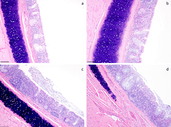 Effects of Dietary Supplementation of Essential Oils, Lysozyme, and Vitamins’ Blend on Layer Hen Performance, Viral Vaccinal Response, and Egg Quality Characteristics - Image 16