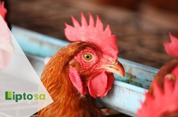 Challenges and Advances in modern poultry farming: Beyond the Traditional - Image 1