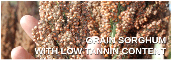 Modern sorghum varieties are safe for poultry and pig nutrition.