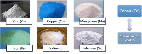 An Overview of Various Types of Organic Trace Minerals in Poultry Nutrition - Image 1