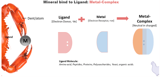 An Overview of Various Types of Organic Trace Minerals in Poultry Nutrition - Image 1