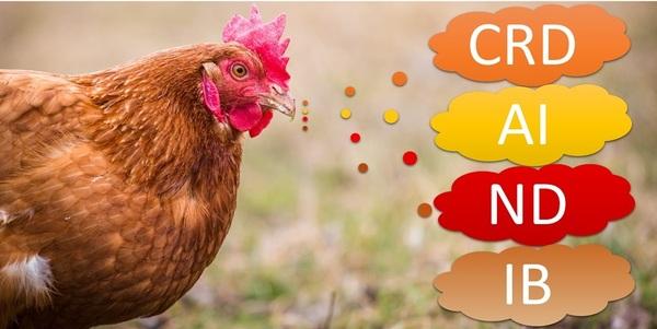 Poultry Respiratory Diseases: Symptoms, Treatment, and Prevention - Image 1