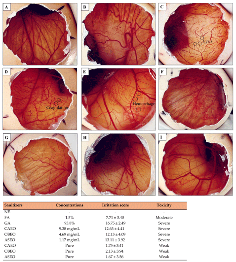 Figure 9. Photographic sequences of the hen’s egg test chorioallantoic membrane (HET-CAM) assay illustrating the CAM without the application of any sanitizing product (NE) (A) and the CAMs after contact with different sanitizers: formaldehyde (FA) (B), grain alcohol (GA) (C), Citrus aurantifolia essential oil (CAEO) (D), Ocimum basilicum essential oil (OBEO) (E), and Allium sativum essential oil (ASEO) (F). Additionally, the figure shows the membranes exposed to pure CAEO (G), OBEO (H), and ASEO (I). The irritation score is presented as the mean ± standard deviation of eight eggs, highlighting the toxic/irritant effects of each tested substance.