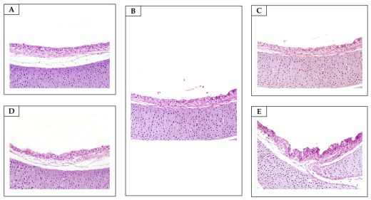 Figure 8. Tracheae. Unremarkable microscopic changes (H&E, objective 20×). (A) Non-sanitized eggs (NE). (B) Grain alcohol (GA). (C) Citrus aurantifolia essential oil (CAEO). (D) Ocimum basilicum essential oil (OBEO). (E) Allium sativum essential oil (ASEO).