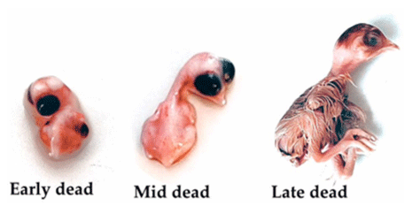 Figure 4. Dead chick embryos at different stages of development. The stages are categorized as follows: (Early) 0–7 days of incubation, (Mid) 8–18 days of incubation, and (Late) 19–21 days of incubation.