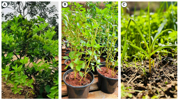 Figure 2. Citrus aurantifolia (A), Ocimum basilicum (B), and Allium sativum (C) plants.