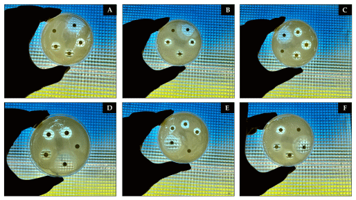 Figure 10. Photographic images of the disk diffusion assay results illustrating the initial antibacterial effects of CAEO, OBEO, and ASEO after 24 h of incubation at 36 ◦C. (A) Inhibition zone produced by ASEO against E. coli. (B) Inhibition zone observed for OBEO against S. aureus. (C) Inhibition zone generated by CAEO against E. coli. (D) Inhibition zone resulting from ASEO against S. aureus. (E) Inhibition zone of OBEO against E. coli. (F) Inhibition zone formed by CAEO against S. aureus.