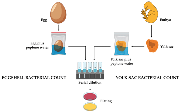 Figure 11. Detailed schematic of the bacterial count protocol for eggshells and yolk sacs. This diagram illustrates the process from sample extraction (egg or embryo/yolk sac) to the plating of homogenized solutions, ensuring the precise quantification of the bacterial presence. Yellow plate: mesophilic bacteria count; red plate: Enterobacteriaceae count.