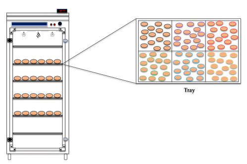 Figure 12. Schematic representation of egg incubation under different experimental conditions in the setter. In this figure, we present a detailed illustration of the arrangement of the hatching eggs inside the setter, highlighting each treatment’s organization and specific environment, which may vary across trays on the basis of randomness. The colored outlines clearly identify the six different treatments applied during this study, facilitating the distinction of and comparison between the experimental conditions