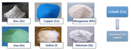 An Overview of Various Types of Organic Trace Minerals in Poultry Nutrition - Image 1