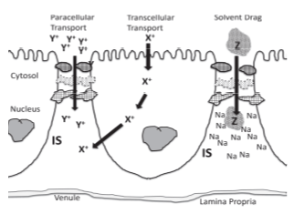 Unlocking the Secrets of Bioavailability and Utilization of Minerals in Farm Animals - Image 4