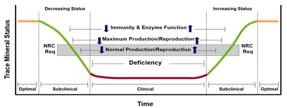 Impact Of Trace Mineral Status On Biological Function: The nutritional status of animals is an indicator of their productivity and reproductive capabilities. In tropical countries like India, mineral imbalances or deficiencies are prevalent. (Mc Dowell et al., 1993) . Livestock in India typically rely on grazing and receive minimal or no mineral supplementation, apart from common salt. (Garg et al., 2005). Additionally, the mineral content of locally available feeds and fodder varies, leading to region-specific mineral deficiencies.