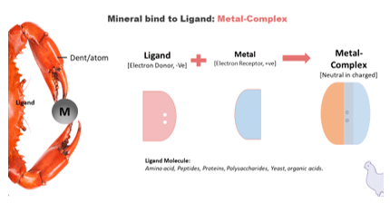 What are Organic Trace Minerals? Organic Trace Minerals, considered the third generation of trace minerals, are increasingly utilized globally. Their advantages stem from the chelates