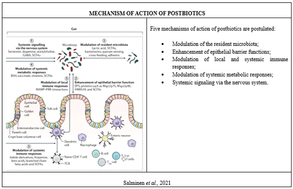 MECHANISM OF ACTION OF POSTBIOTICS