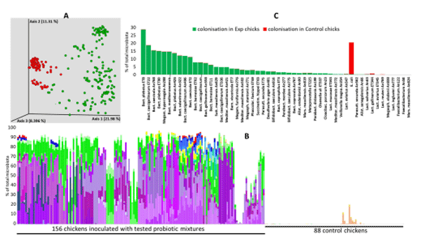 Figure 2. Caecal microbiota of one-week-old chickens. Experimental chickens were orally inoculated by defined mixtures of gut anaerobes on the day of hatching, and, one week later, caecal microbiota composition was determined. Panel (A)—used strains efficiently colonised inoculated chickens, which led to the separation of control (red dots) and experimental chickens (green dots) in PCoA analysis using Bray–Curtiss matrix distances. Panel (B)—tested strains were absent from the microbiota of control chickens but commonly formed around 80% of the total microbiota in experimental chickens. Shades of purple—different Bacteroidetes isolates (Bacteroides, Barnesiella, Parabacteroides, Alistipes, Mediterranea, or Marseilla), shades of green—Selenomonadales (Megamonas, Megasphaera, Phascolarctobacterium, or Veillonella), shades of yellow—Actinobacteria (Bifidobacterium or Olsenella), shades of blue—Proteobacteria (Desulfovibrio, Sutterella, Parasutterella, or Succinatimonas), red—Cloacibacillus. Shades of brown in control chickens (Lactobacillus). E. coli, common in the control chickens, has not been included in the panel (B). For additional details, see Table S3. Panel (C)—the most efficient colonisers included different Bacteroides species, Barnesiella, Megamonas, and Sutterella, which all formed more than 3% of the total microbiota one week after their administration but were absent from the microbiota of control chickens.