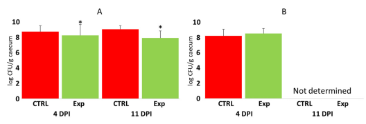 Figure 5. Campylobacter counts in the caecum of control and probiotic-treated chickens. Panel (A)—Campylobacter counts in the caecum of directly challenged chickens. Panel (B)—Campylobacter counts in the caecum of chickens in contact with directly challenged seeder chickens. Red columns— Campylobacter counts in control chickens; green columns—Campylobacter counts in the chickens treated with probiotic mixtures. DPI, days post-infection. Asterisk indicates significant difference to control group. For control chicks, n = 72 at 4 DPI and n = 12 at 11 DPI. For infected chicks in panel A, n = 81 at 4 DPI and n = 16 at 11 DPI. For contact chicks in panel B, n = 15 at 4 DPI.