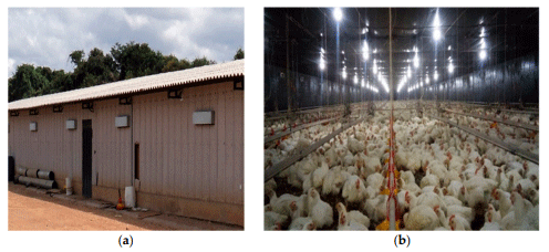 Figure 1. External (a) and internal (b) view of the poultry house with sidewalls composed of fiber cement sheets and plywood.