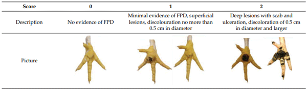 Table 2. FDP measurement scale.