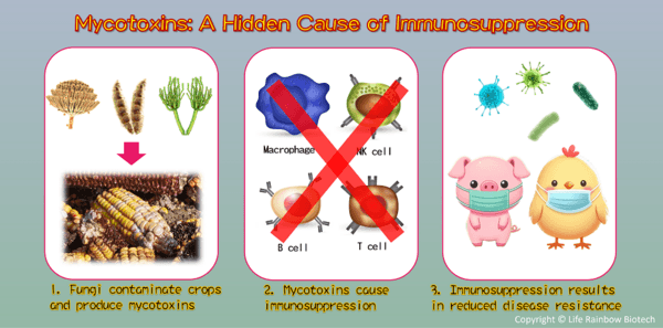 Mycotoxins: A Hidden Cause of Immunosuppression - Image 1