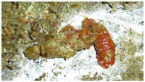 Fig. 2. The challenge induced the presence of droppings with desquamated mucosa in broilers. The dropping shown was scored positive for desquamated mucosa and corresponded to droppings also scored accordingly under a natural field challenge (Martinez et al., 2023). The color of the dropping was not related to the challenge or the treatments.