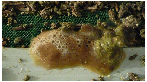 Fig. 1. The challenge induced watery droppings in broilers. The dropping shown in the picture was scored as wet and corresponded to droppings also scored wet under a natural field challenge (Martinez et al., 2023). It also shows high gas production associated with the dysbacteriosis induced by the challenge.