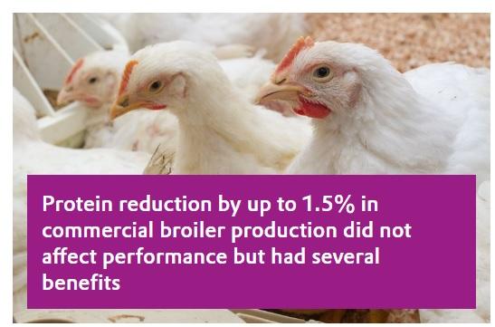 Protein reduction by up to 1.5% in commercial broiler production did not affect performance but had several benefits - Image 1