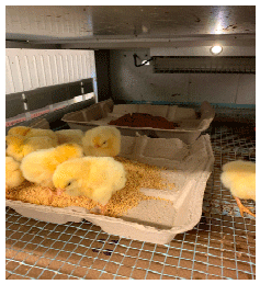 Figure 3. Broilers provided with a combination of undyed basal diet and purple-colored diet.