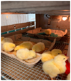 Figure 2. Broilers provided a combination of undyed basal diet and blue-colored diet through supplemental feeders