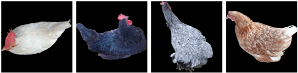 Figure A2. Uniform plumage examples from left to right: solid white, solid black, shades of gray, shades of orange.