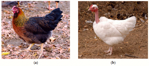 Figure 1. The Hungarian chicken breeds investigated in this experiment: (a) hen of Partridge-colored Hungarian Chicken; (b) hen of White Transylvanian Naked-neck Chicken. The photos were made by the authors.