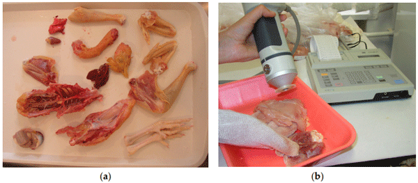 Figure 2. Examination of carcass and meat properties: (a) dissected body of a White Transylvanian Naked-neck Chicken; (b) color measurement of breast and thigh muscle in White Transylvanian Naked-neck Chicken. The photos were made by the authors