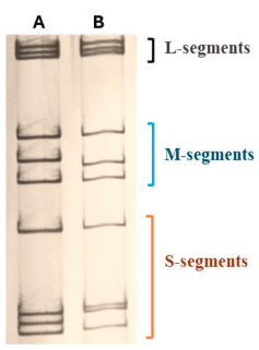 Figure 2. Electrophoretic mobility of genomic segments of avian reoviruses. (A) 2177 strain, (B) the vaccine strain S1133