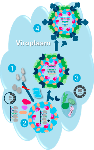Figure 7. Avian reovirus assembly inside the viroplasm (cytoplasmic viral inclusions). Initially the M3-encoded protein (µNS) induces the viroplasm formation via the recruitment of the major core protein (λA) and the single-stranded RNA binding protein (σNS). Thereafter, the remaining core proteins are localized to the viroplasm, including λB, µA, and σA, within 30 min post-translation to form the core virus particle (step 2). Over 30 min later, the outer shell proteins are recruited to the viroplasm, with the primary assembly of the turret protein (λC), followed by the assembly of the minor capsid protein (σB) with the major capsid protein (µB) and its cleaved forms (µBC and µBN) forming a stable ternary heterocomplex prior to incorporation onto the core particle, as depicted in step 3, and eventually the introduction of viral attachment protein (σC) in step 4. Less is known about genome recruitment. However, the positive-stranded RNA strands of the virus genome are thought to be recruited prior to or during the encapsidation and are transcribed to produce the negative strands for the generation of the 10 genomic double-stranded RNA segments using the poly-C-dependent polymerase (σNS), as shown in step 2, followed by dissociation of σNS under high ionic strength once the dsRNA is generated in step 3. The color coding of the viral proteins is described in Figure 6.