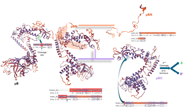 Figure 4. Posttranslational modification of the avian reovirus major capsid protein µB.