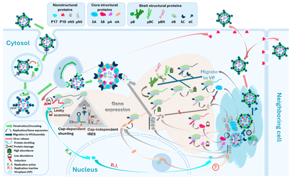 Figure 6. Figure 6. A diagrammatic representation of the avian reovirus replication cycle. Virus morphogenesis and release