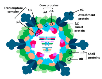 Figure 3. Diagrammatic structure of avian reovirus.