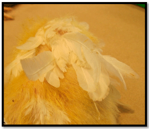 Figure 9. Abnormal development of primary feathers due to avian reovirus infection referred as helicopter wing feathers